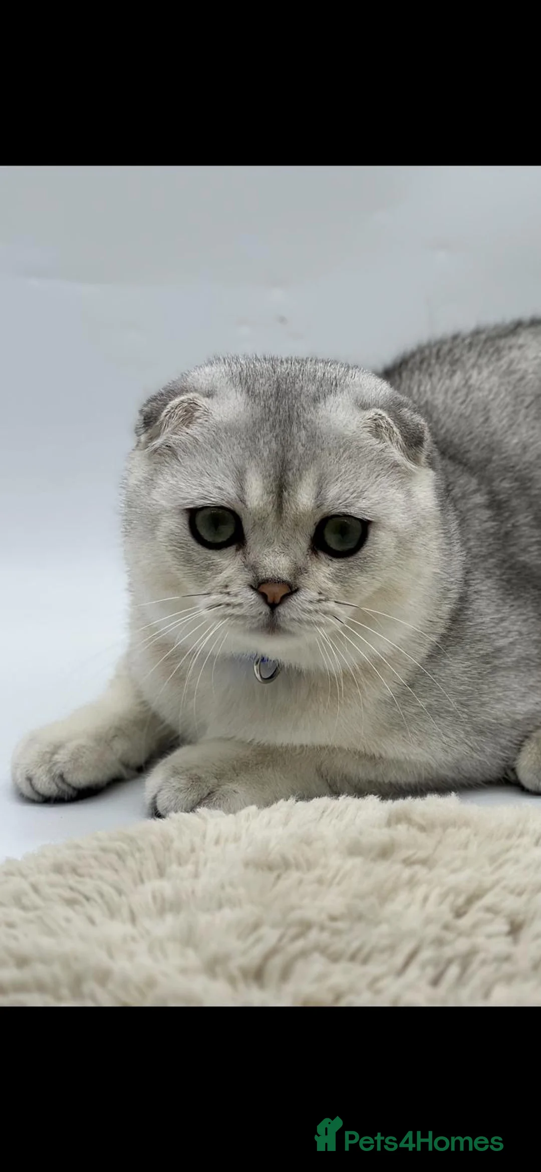 Scottish Fold cats for sale: Scottish Fold Kittens  - Advert 6