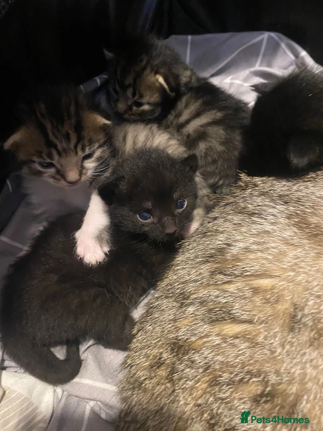 Mixed Breed cats for sale: 5 Gorgeous Bengal mixed kittens  - Advert 2