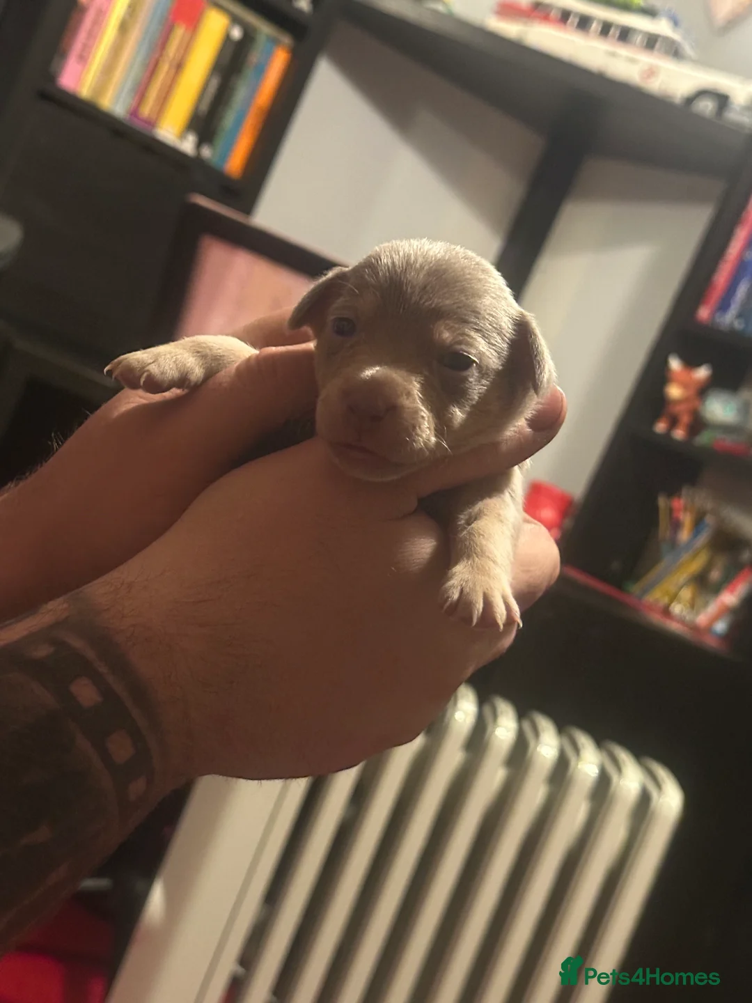 Jack Russell dogs for sale: Jack Russel puppies  - Advert 18