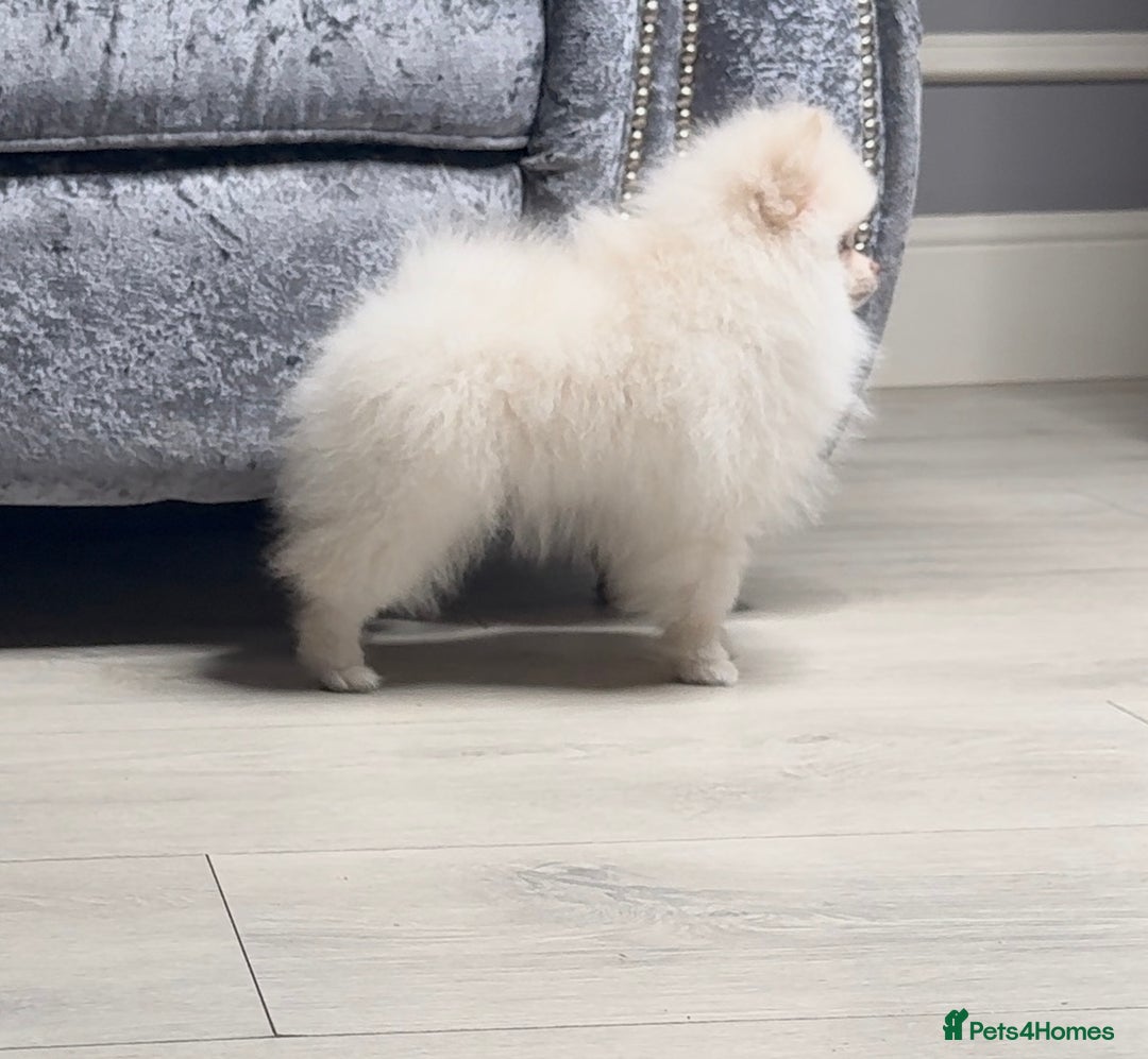 Pomeranian dogs for sale: Pomeranian puppies white - Advert 6