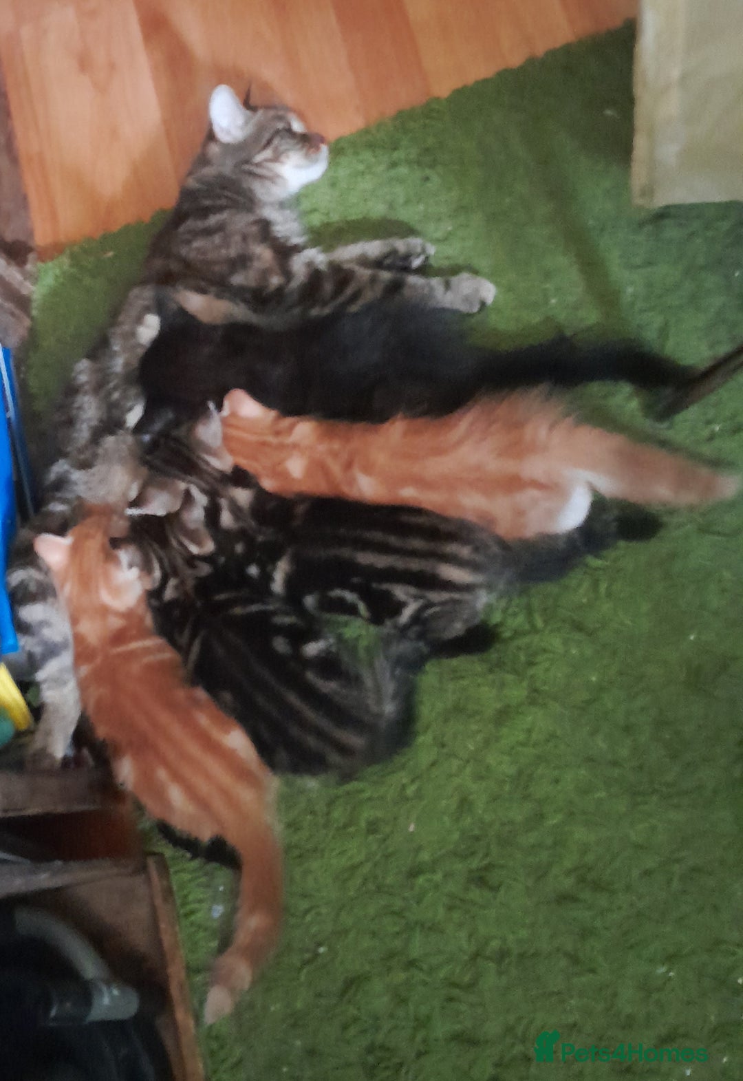 Mixed Breed cats for sale: 5 Beautiful gorgeous kittens 😺😼😻😸😹 - Image 20