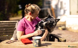 Border Collie dogs for sale: Border Collie Pups N/Wales - Image 9