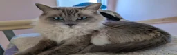 Ragdoll cats for sale: Beautiful ragdoll girl forsale in Lancaster - Advert 4