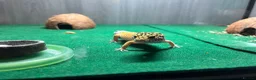 Leopard Gecko reptiles for sale: Leopard gecko  in Bournemouth - Advert 4