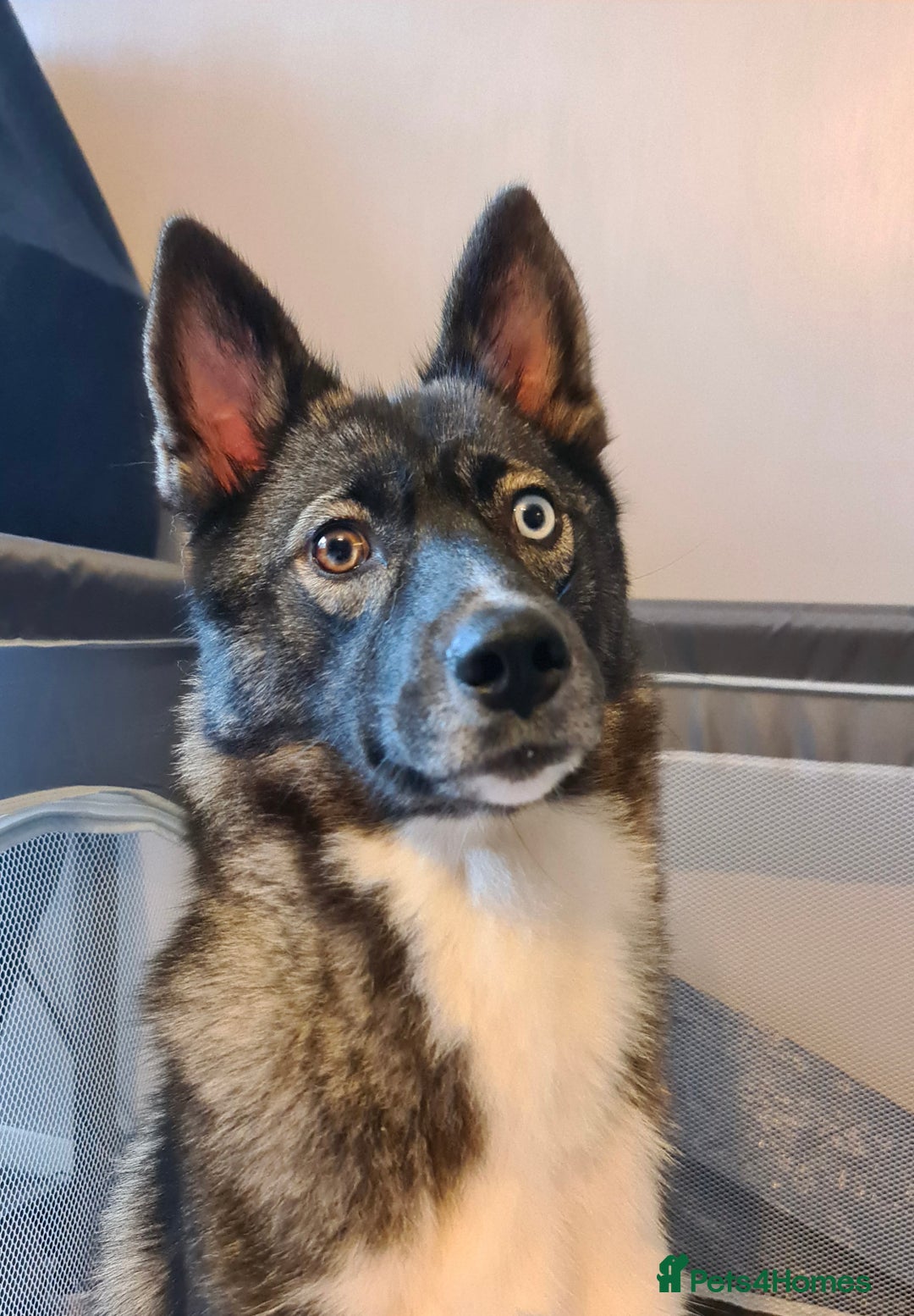 Siberian Husky dogs for sale: Siberian Huskies, female&male, male KC Registered - Image 6
