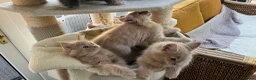 Maine Coon cats for sale: Full 💯 European Maine coons kittens - Advert 9