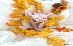 Sphynx cats for sale: 7 adorable Sphynx  looking for their forever home - Image 32