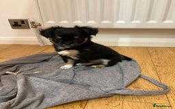Chihuahua dogs for sale: 3 Beautiful Chihuahua puppies for sale  - Advert 2