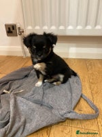 Chihuahua dogs 3 Beautiful Chihuahua puppies for sale - Advert 3