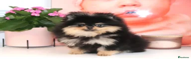 Zoe