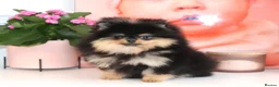Pomeranian dogs for sale: KC Beautiful Pomeranian Puppies  - Advert 4