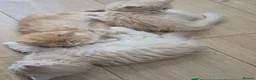 Siberian cats for sale: Beautiful Siberian Kitten - Advert 3
