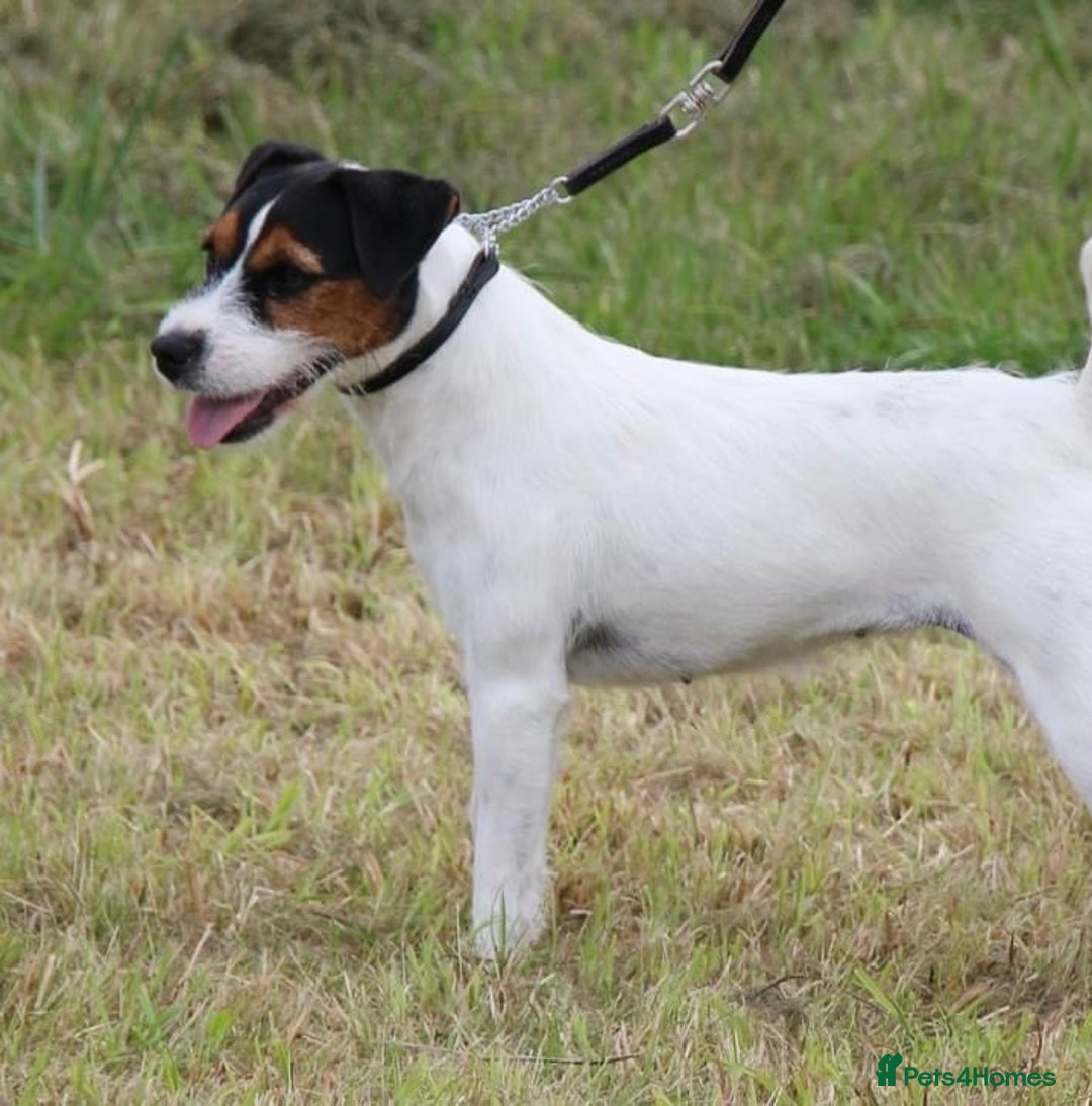 Parson Russell dogs for sale: Lovely Parson Female Puppy - Advert 3