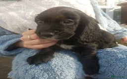 Cocker Spaniel dogs for sale: Only 3 beautiful kc working cocker spaniels left  - Advert 15