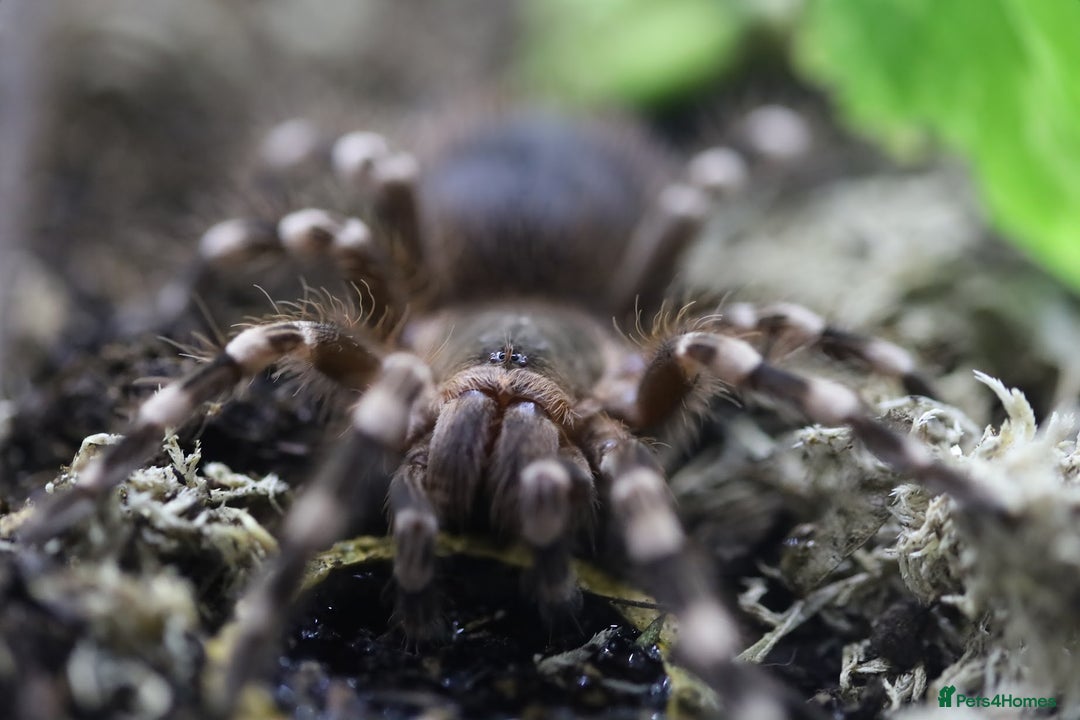 Tarantulas invertebrates for sale: Tarantula Collection - Image 2