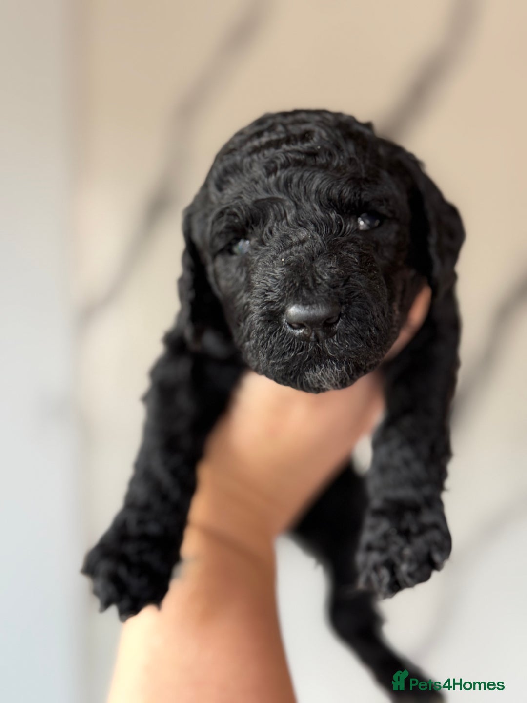 Cockapoo dogs for sale: Stunning Merle cockapoos - Image 26