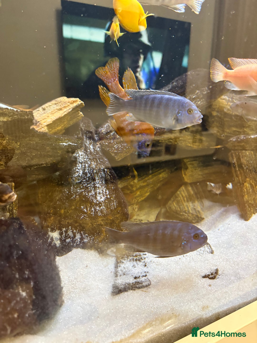 Cichlids fish for sale: Malawi cichlids for sale  - Advert 8