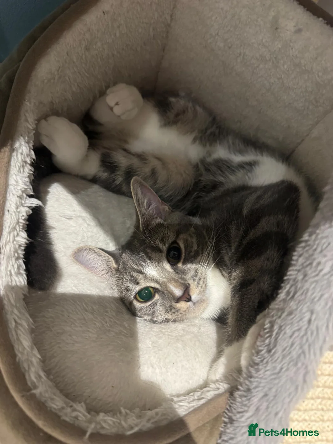 Domestic Shorthair cats for sale: Sweet Romi looking for loving home  - Advert 3