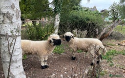 Sheep livestock for sale: Valais Black Nose Wethers x2 Brothers for pets - Image 3