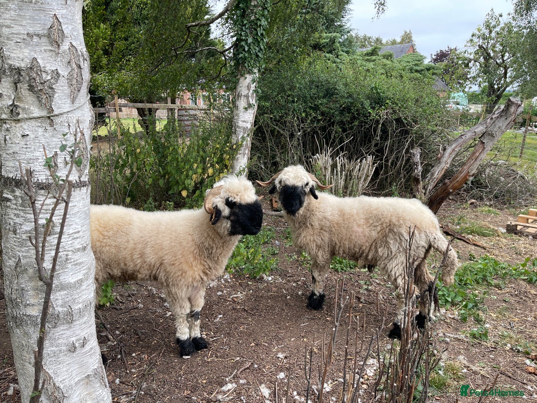 Sheep livestock for sale: Valais Black Nose Wethers x2 Brothers for pets - Image 3