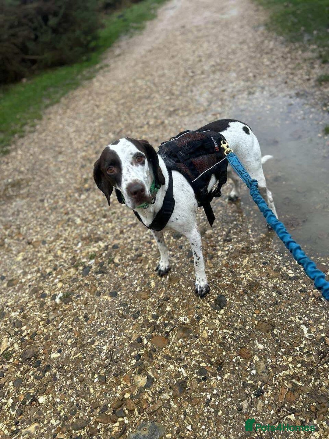 Mixed Breed dogs for adoption: Nitsa shy pointer cross girl  - Advert 6