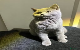 British Shorthair cats for sale: Male British Shorthair kitten 6 month old  - Image 8