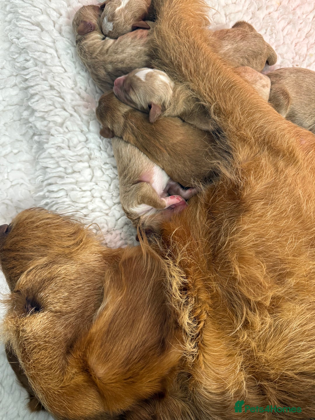 Australian Labradoodle dogs for sale: Australian Labradoodle Pups  - Image 14