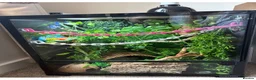 Gecko reptiles for sale: Crested gecko and set up  in Huddersfield - Advert 1