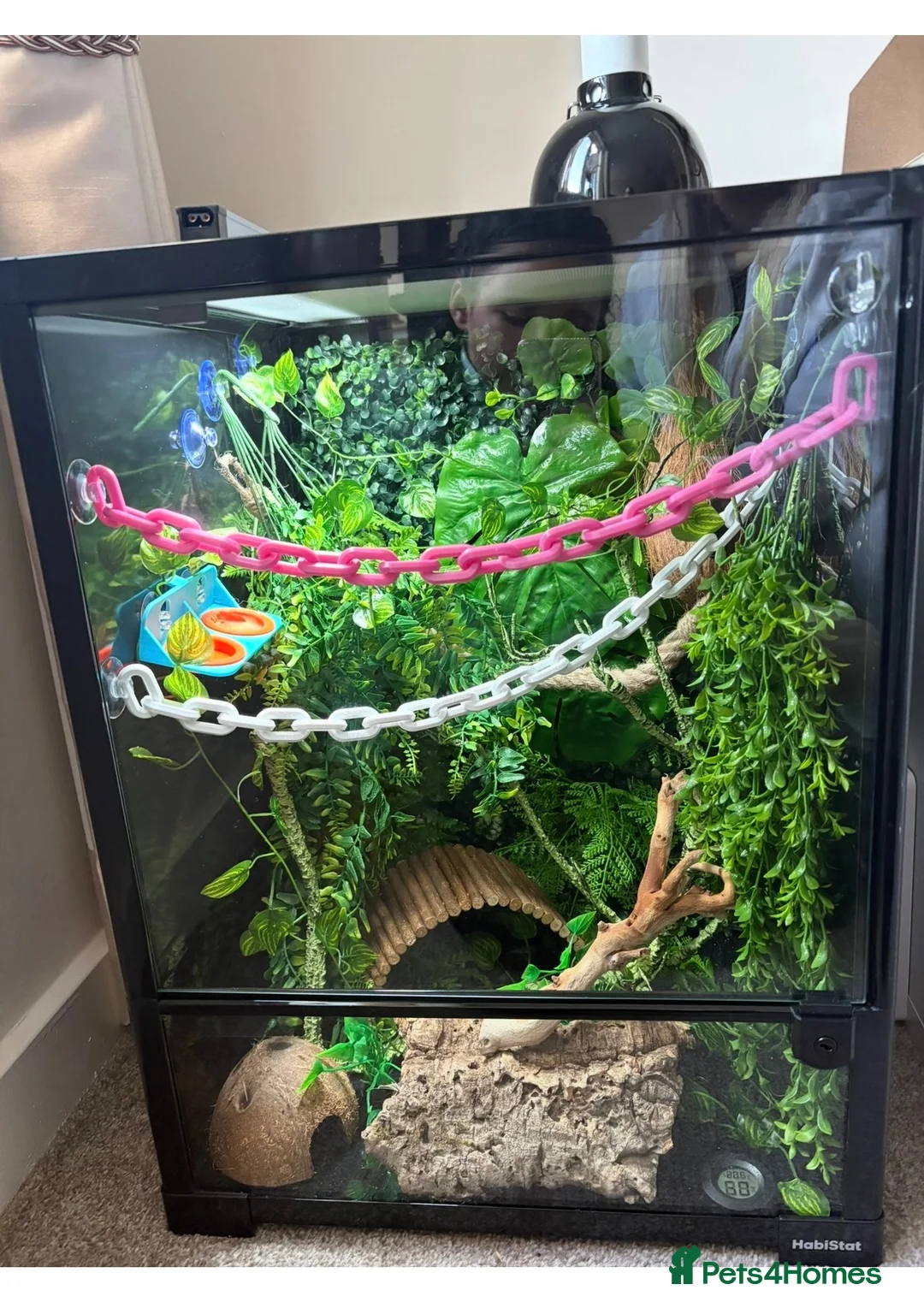 Gecko reptiles for sale: Crested gecko and set up  in Huddersfield - Advert 1