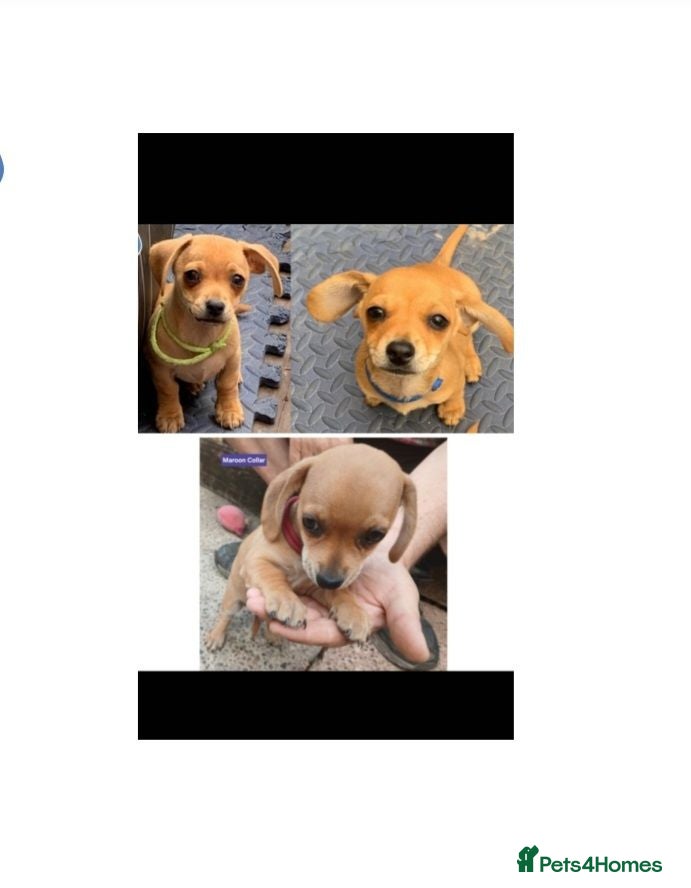 Chiweenie dogs Minature Daschund and Chihuahua Mix - Advert 11