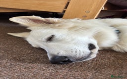 White Swiss Shepherd dogs for sale: White Swiss Shepherd  - Image 8