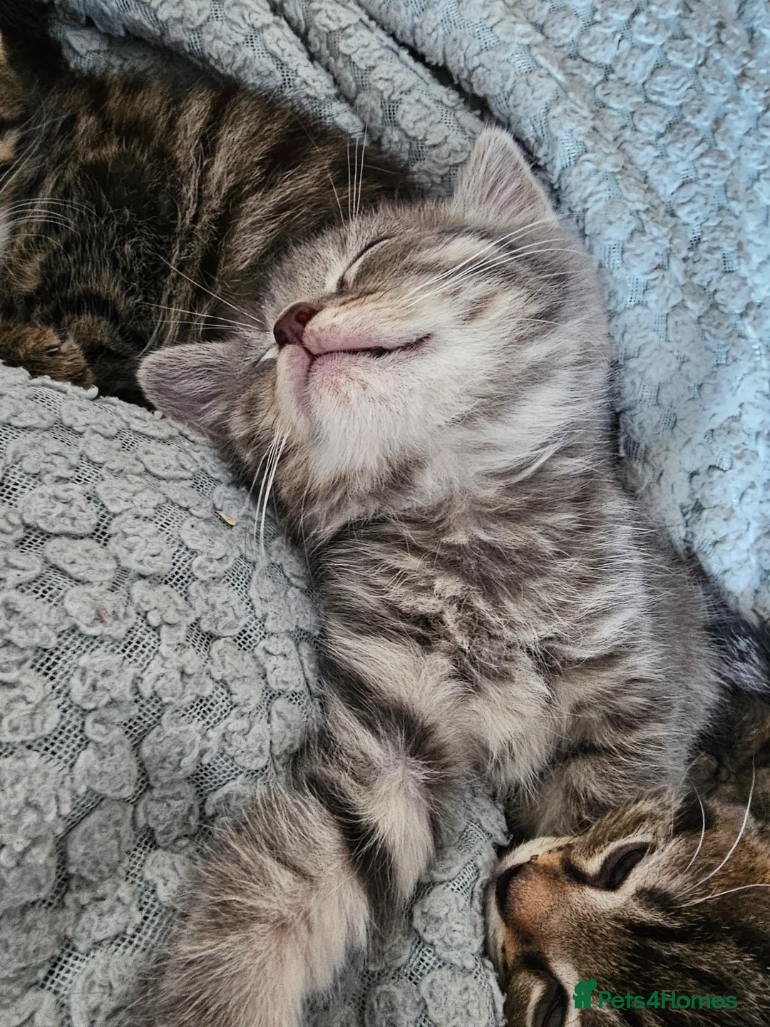 Mixed Breed cats for sale: Cuddle Boy Grey Tabby - Advert 2