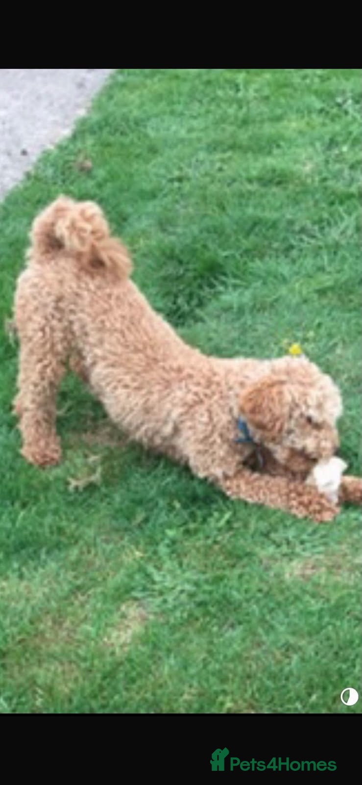Cockapoo dogs Cockerpoo - Advert 2