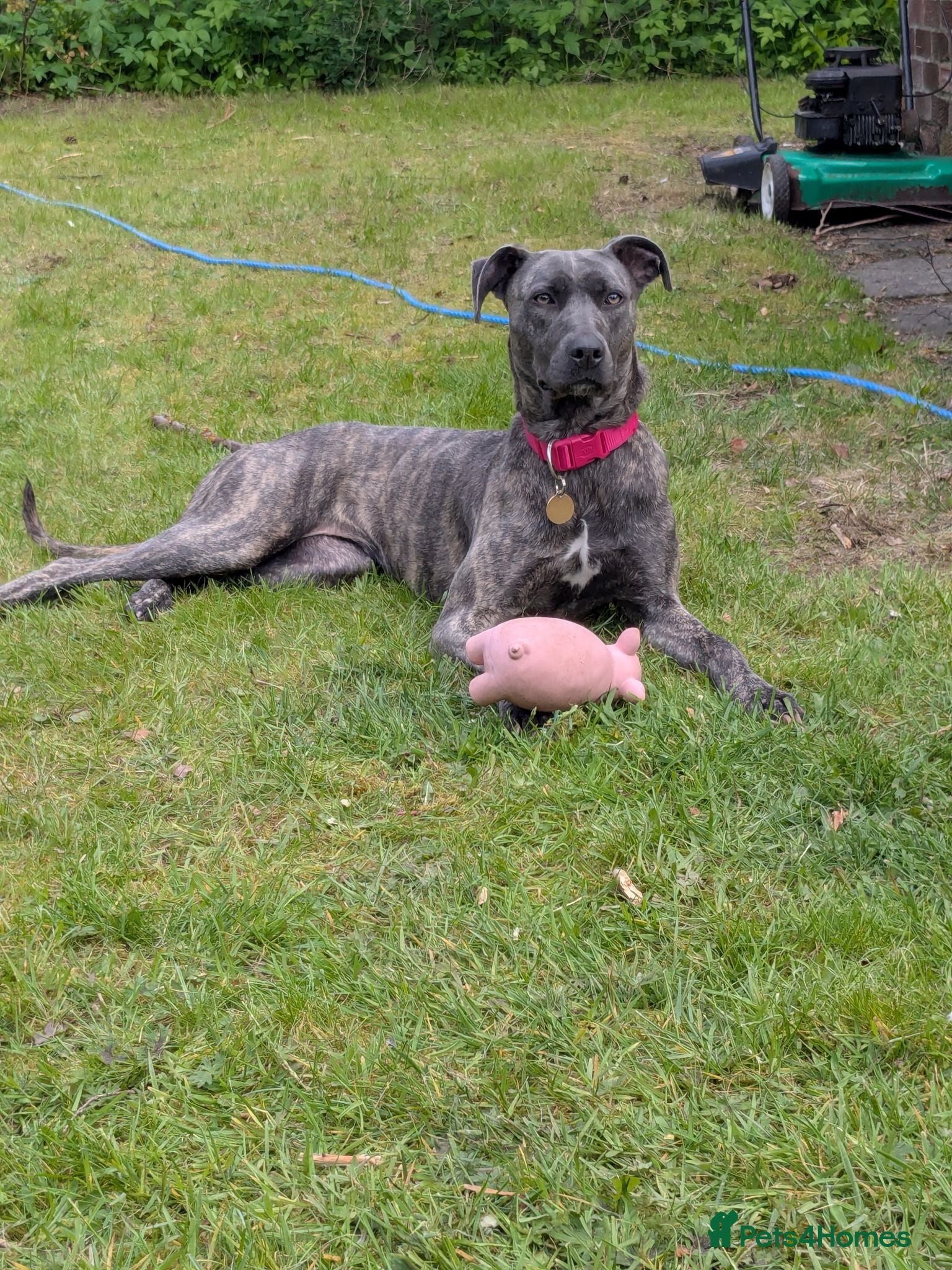 Mixed Breed dogs Nova. - Advert 1