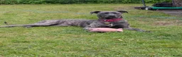 Mixed Breed dogs for sale: Nova. - Advert 1