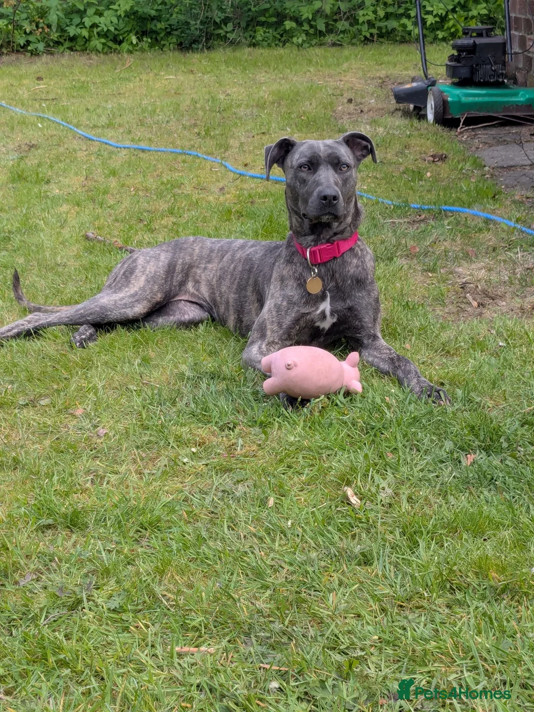 Mixed Breed dogs for sale: Nova. - Advert 1