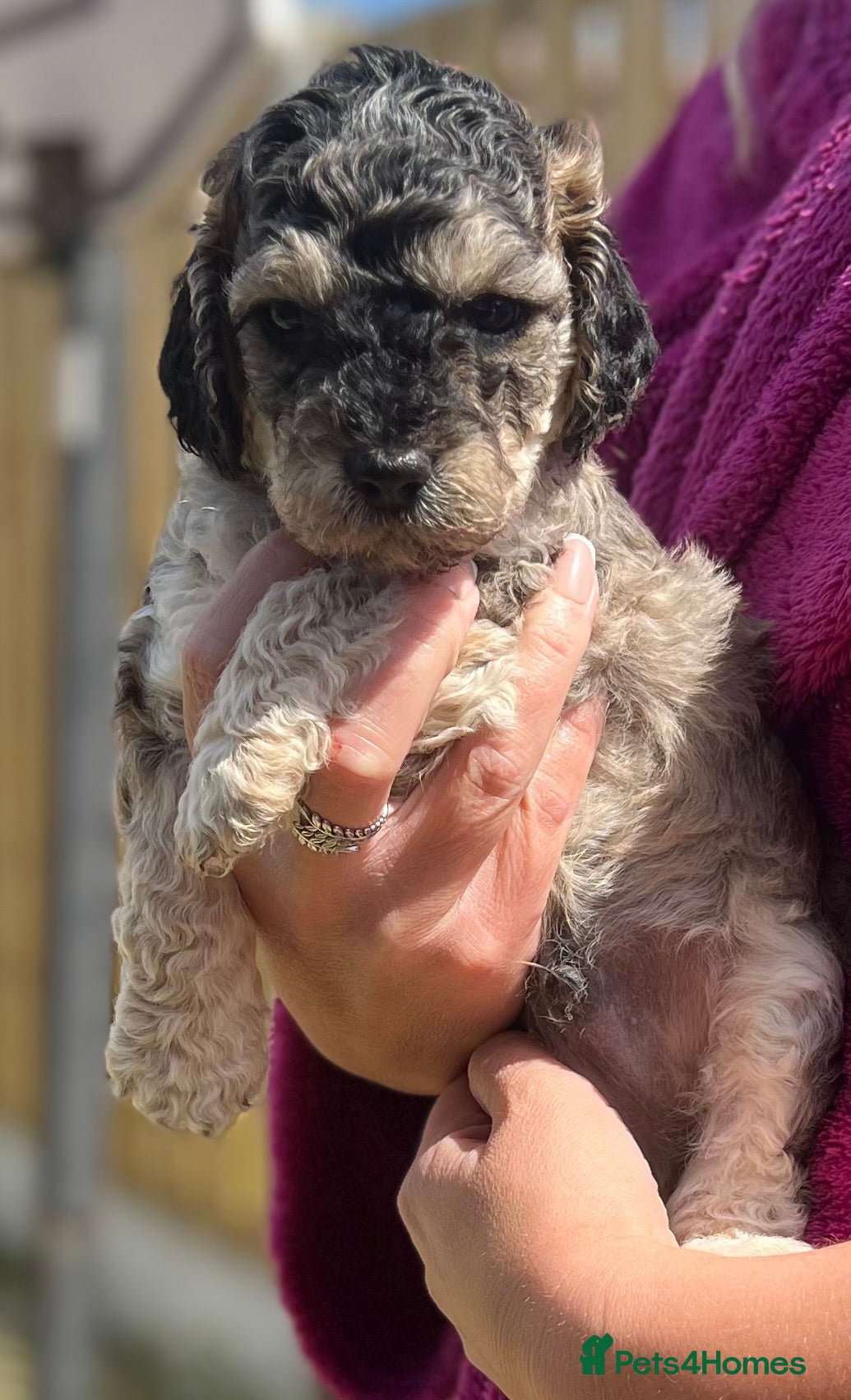 Cockapoo dogs Cockapoo Puppies  - Advert 3