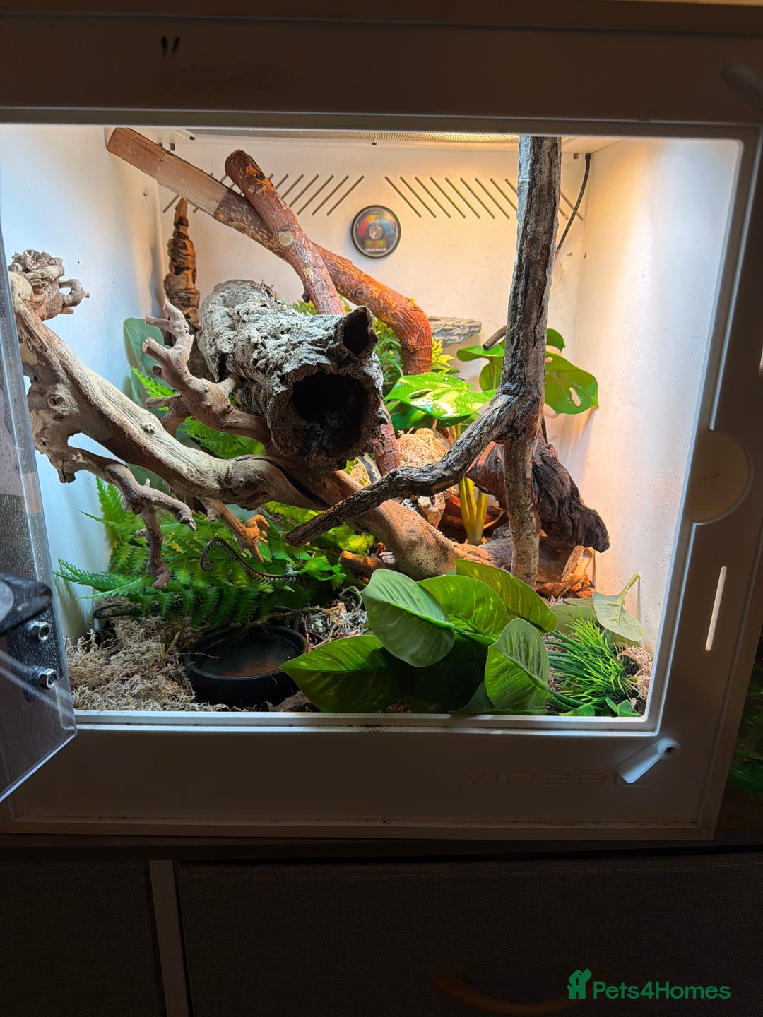 Gecko reptiles for sale: Red Lilly crested gecko + Viv  - Advert 2