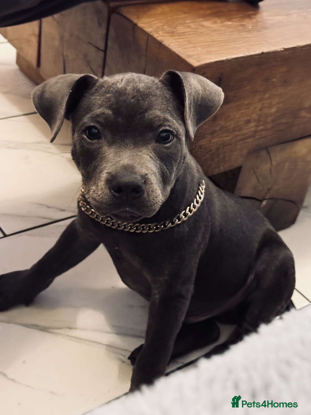 Staffordshire Bull Terrier dogs for sale: Stunning blue puppy  - Image 2