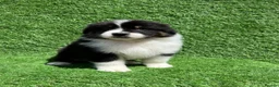 Australian Shepherd dogs for sale: Australian Shepherd Puppies  - Advert 25
