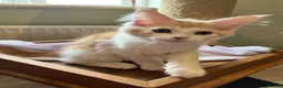 Maine Coon cats for sale: GCCF pedigree Male Maine Coon kittens  - Advert 8