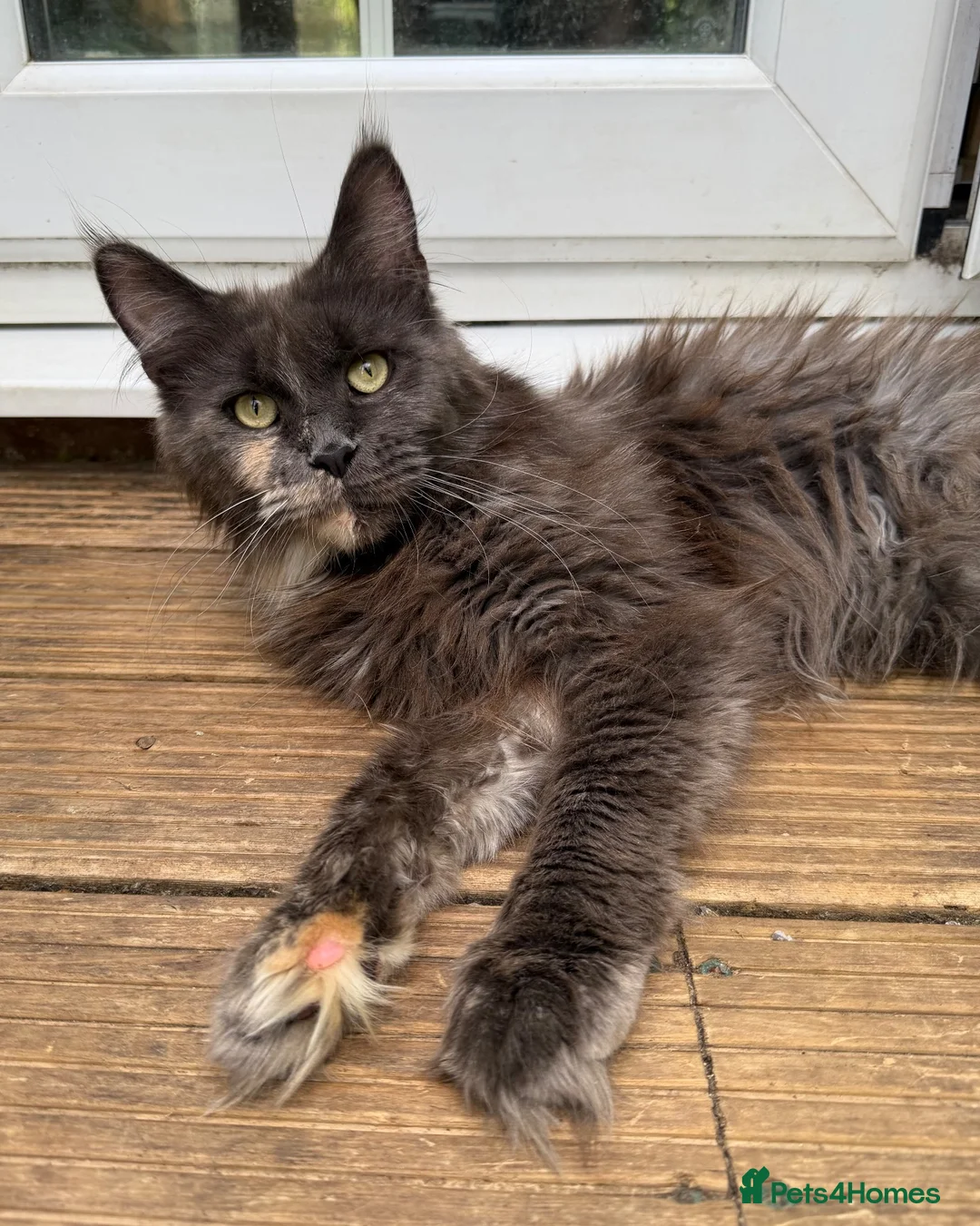 Maine Coon cats for sale: Sad sale big beautiful Maine coon boy TICA in Redhill - Advert 21