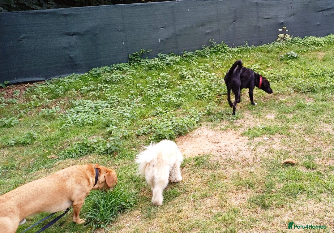 Mixed Breed dogs for adoption: An Adorable Labrador cross Boy - for a Loving Home - Image 10