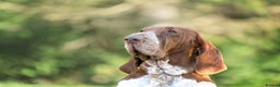 Bracco Italiano dogs for sale: Puppies due end of Jan!!   - Advert 7