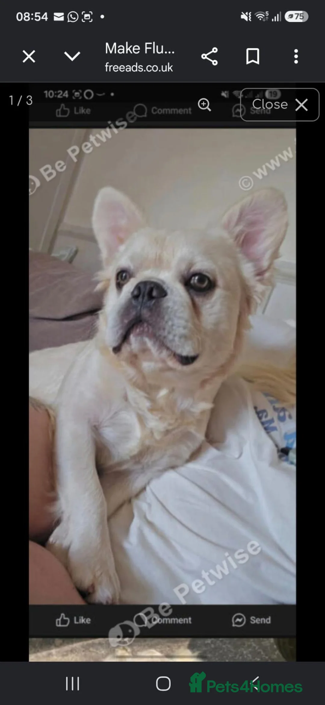 French Bulldog dogs for sale: KC registerd french bulldog male cream fluffy in Frome - Advert 1