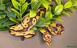 Python Snake reptiles for sale: Pastel Piebald 50% het Clown - Image 6