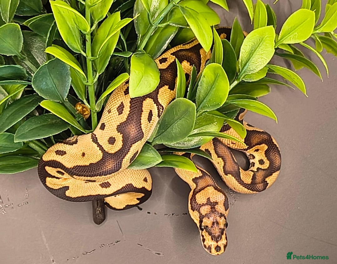 Python Snake reptiles for sale: Pastel Piebald 50% het Clown - Image 6
