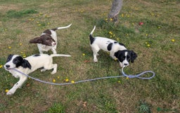 English Springer Spaniel dogs for sale: Springer spaniel pups ready now  - Image 8