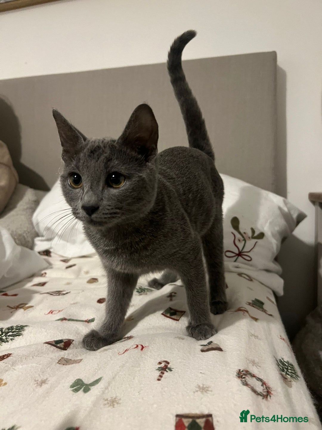 Russian Blue cats for sale: Gorgeous female Russian blue ready to go now - Advert 6