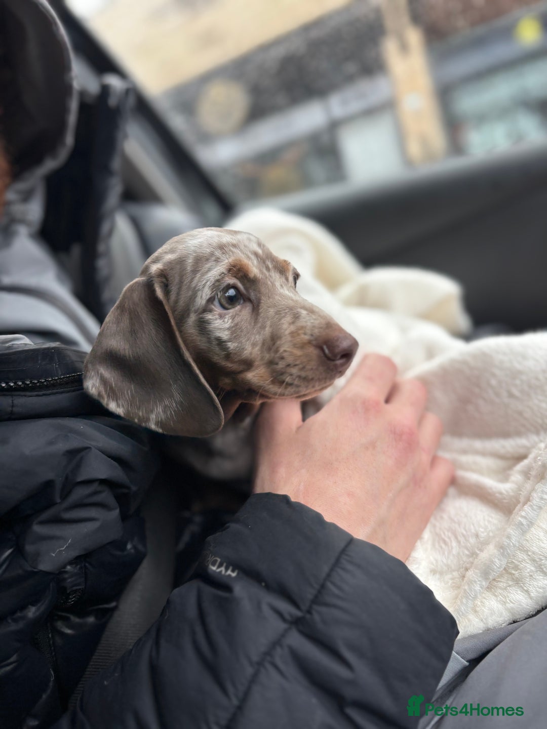 Miniature Dachshund dogs for sale: Miniature dachshund girl  - Advert 7